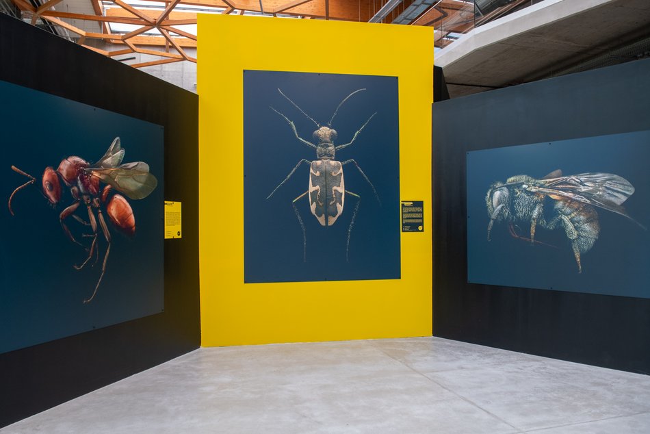 Wyjątkowa wystawa owadów już na majówkę w Orientarium Zoo Łódź