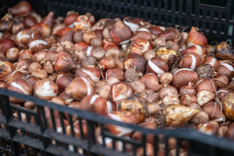 Łódź. Miasto rozkwitnie dzięki Budżetowi Obywatelskiemu Łódź