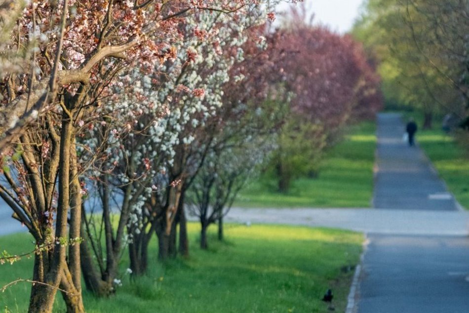 Aleja Jana Pawła tonie w kwiatach. Drzewa przy arterii kwitną na całego!