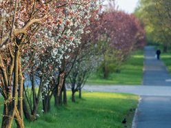 Aleja Jana Pawła tonie w kwiatach. Drzewa przy arterii kwitną na całego!