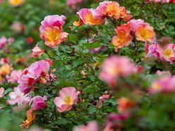 Setki nowych drzew i morze kwiatów w Łodzi. Na których osiedlach pojawią się nasadzenia?