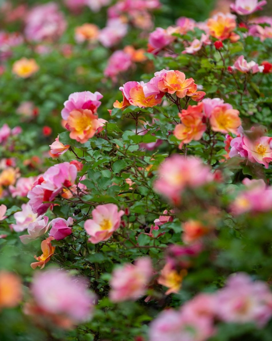 Setki nowych drzew i morze kwiatów w Łodzi. Na których osiedlach pojawią się nasadzenia?