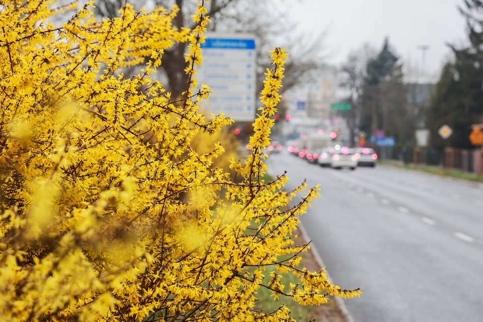 Łódź. Wiosna w pełni przy Julianowskiej. Zakwitły żółte forsycje