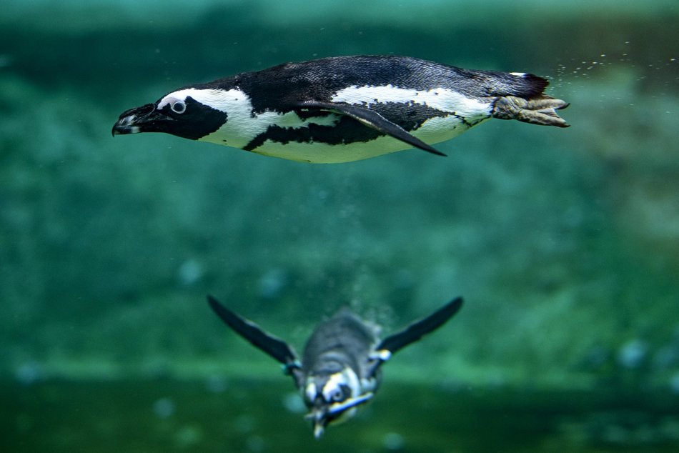 Wybierz się na pokazowe karmienie do Orientarium Zoo Łódź!