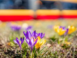Krokusowe dywany na Wyszyńskiego w Łodzi. Śpiesz się, aby zobaczyć je w pełnej krasie!