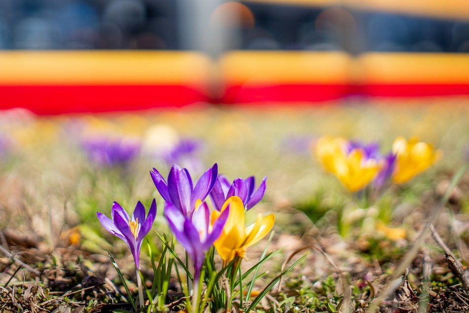 Krokusowe dywany na Wyszyńskiego w Łodzi. Śpiesz się, aby zobaczyć je w pełnej krasie!