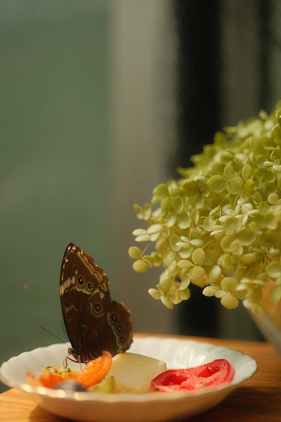 Łódź. Motyle z tropików na długi weekend. Kolorowa wystawa w Palmiarni