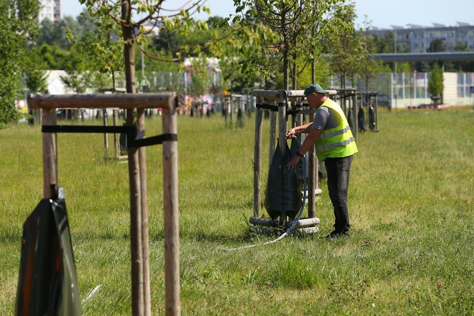 Łódź. Walka z suszą w Łodzi. Miasto intensywnie podlewa młodą zieleń