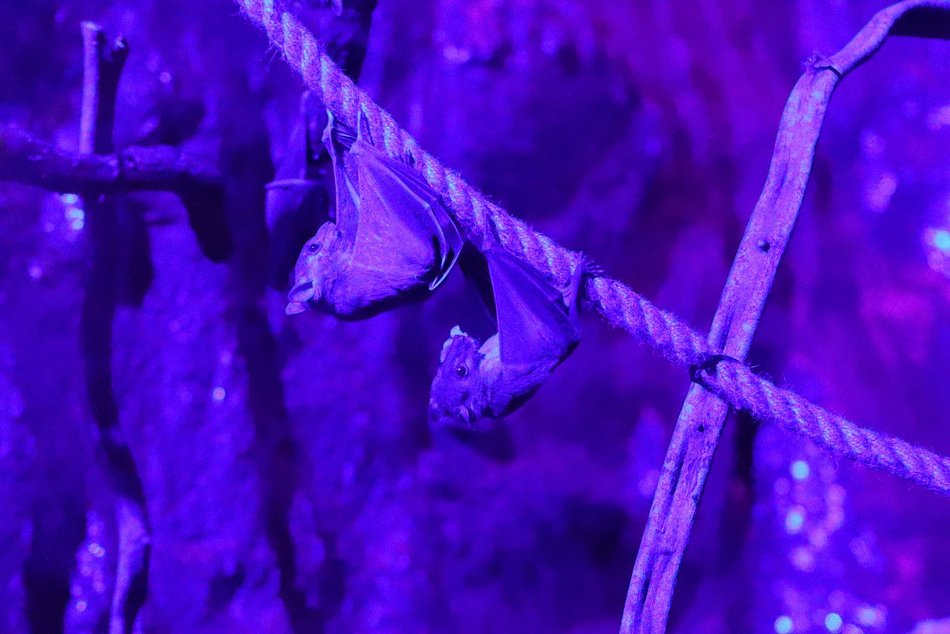 Łódź. Wsparcie dla nietoperzy z Budżetu Obywatelskiego Łódź 2025