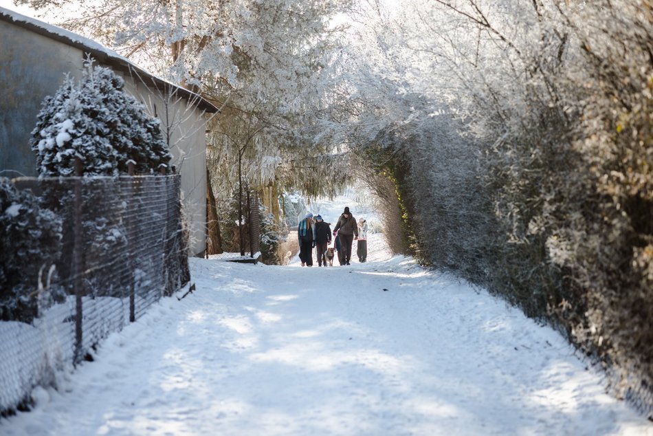Łódź. Psy ze schroniska w Łodzi na spacerze