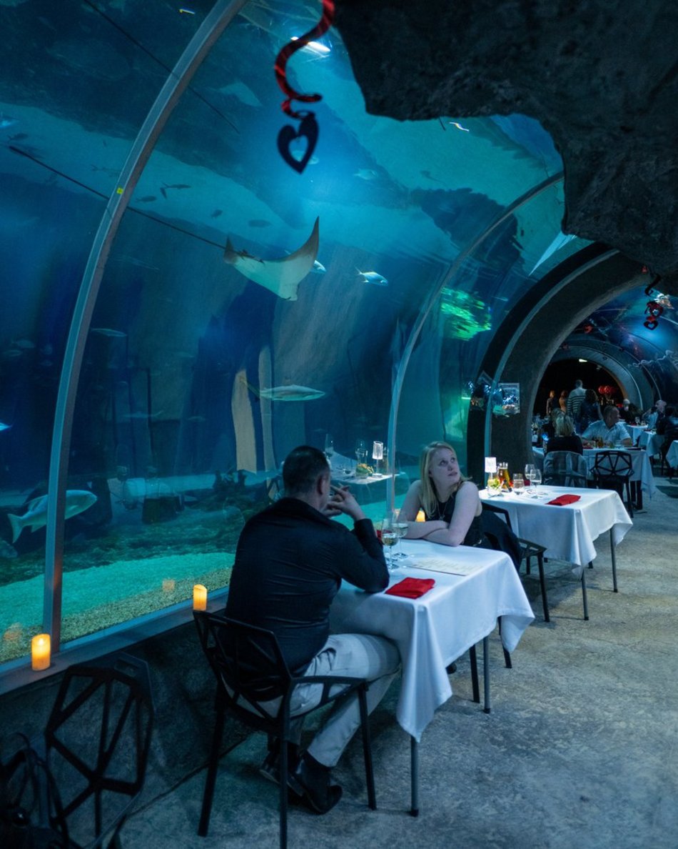 Łódź. Walentynki w Orientarium Zoo Łódź. Przysmaki, koncert na harfie i... zaręczyny