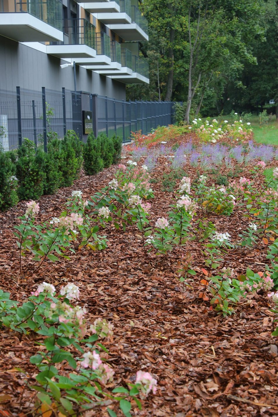 rośliny obok bloków