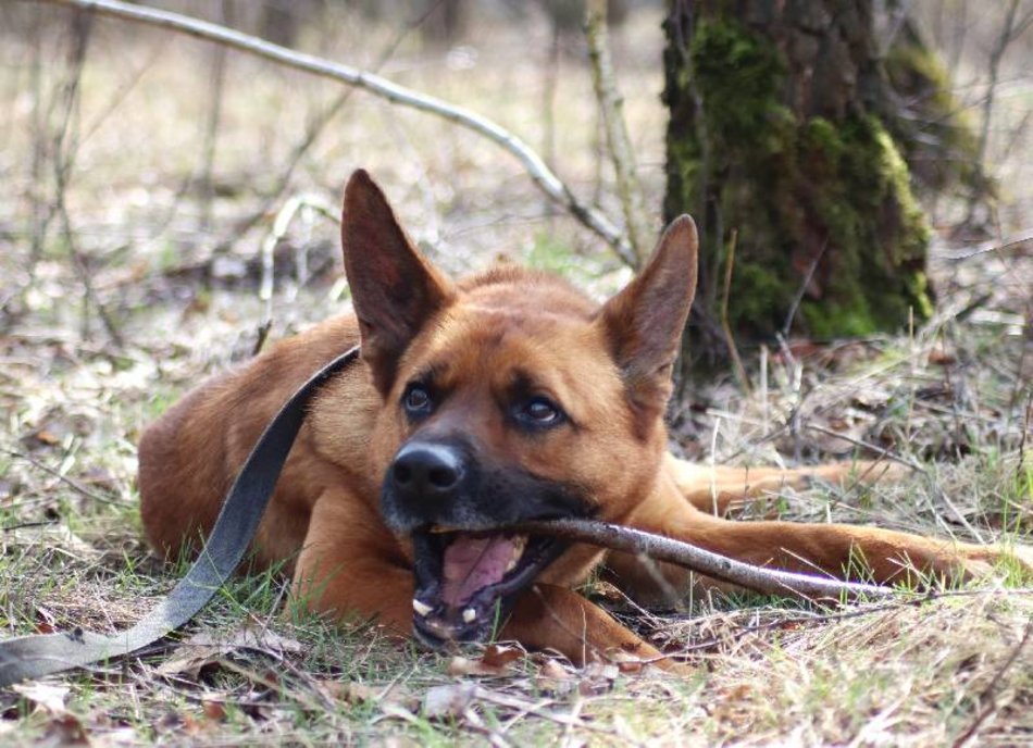 Rudzik czeka na kochającą rodzinę w schronisku w Łodzi. To możesz być ty!