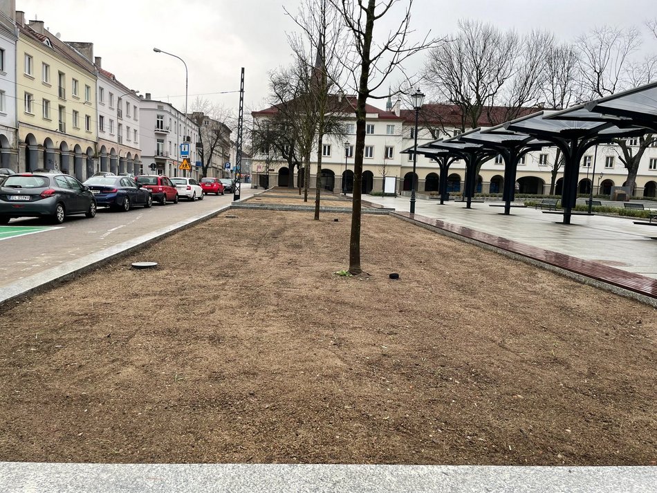 Stary Rynek po remoncie - szpaler nowych drzew od strony ul. Nowomiejskiej