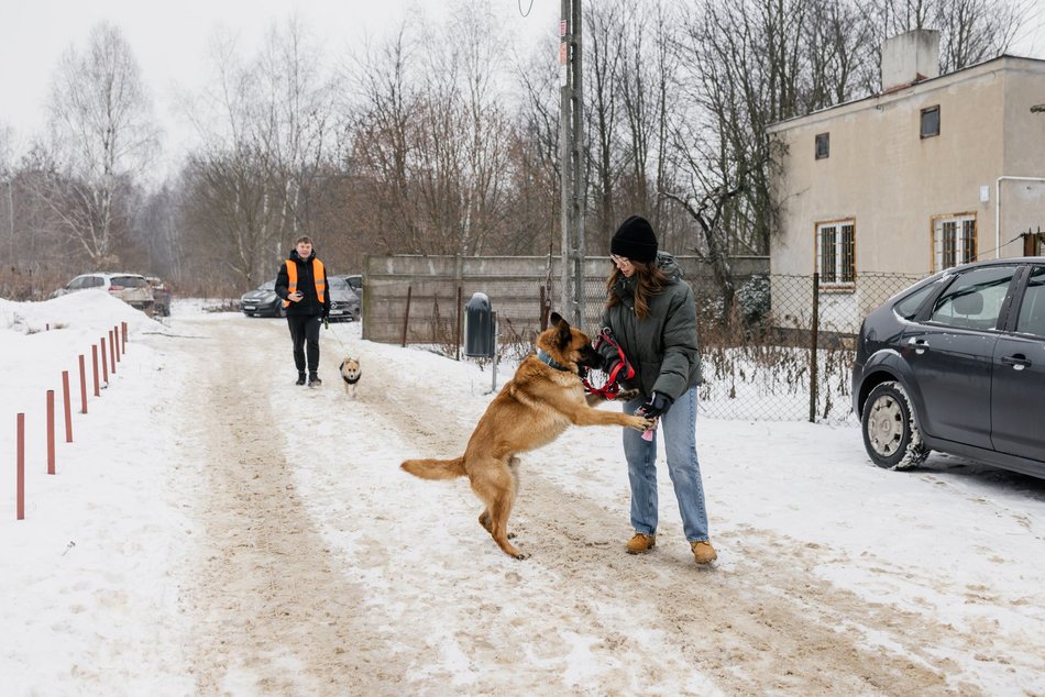Łódź. Psy ze schroniska w Łodzi znów na spacerze! Dla tych wesołych pyszczków aż chce się chodzić!
