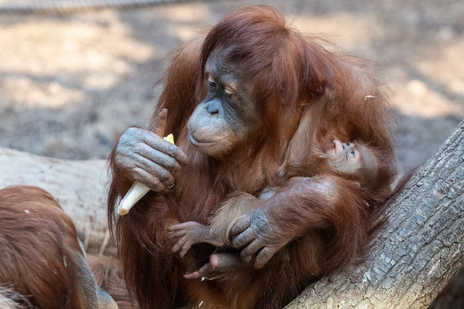 Tłumy w Orientarium Zoo Łódź! Nowości przyciągają jak magnes!