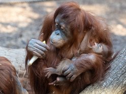 Tłumy w Orientarium Zoo Łódź! Nowości przyciągają jak magnes!
