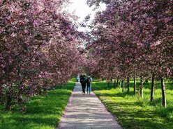 Łódź. Łódź weszła w lato na zielono! Tysiące nowych drzew, kwiaty i trawniki