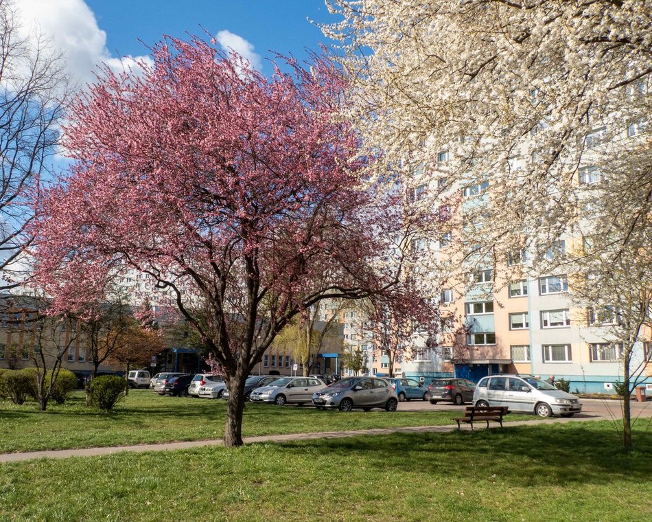 Łódź kwitnie na różowo! Zobacz piękne kadry z centrum miasta!