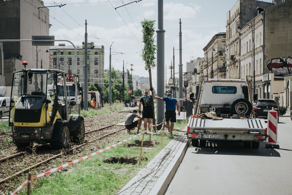 Więcej drzew przy Zachodniej w Łodzi! Trwa sadzenie 40 lip drobnolistnych