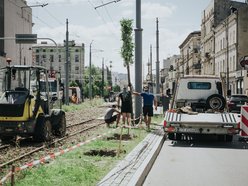 Więcej drzew przy Zachodniej w Łodzi! Trwa sadzenie 40 lip drobnolistnych