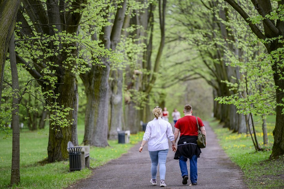 Morze tulipanów w Ogrodzie Botanicznym w Łodzi. Nie możesz tego przegapić