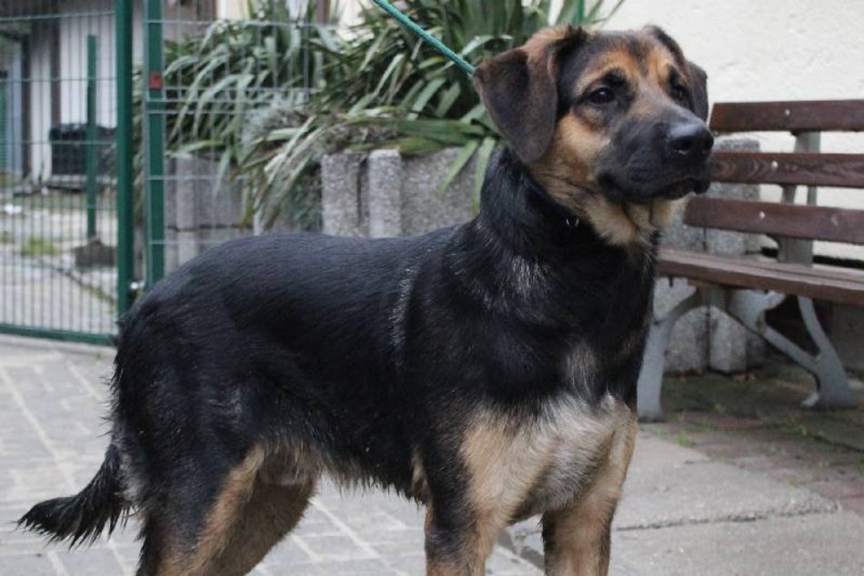 Wesoły Diego czeka na adopcję w schronisku w Łodzi