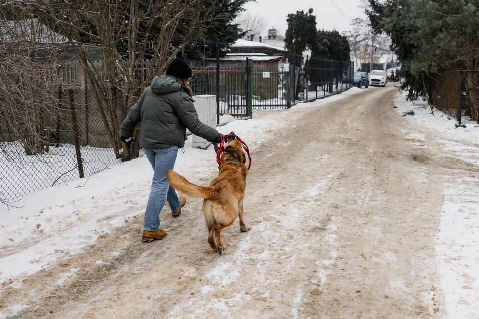 Łódź. Psy ze schroniska w Łodzi znów na spacerze! Dla tych wesołych pyszczków aż chce się chodzić!