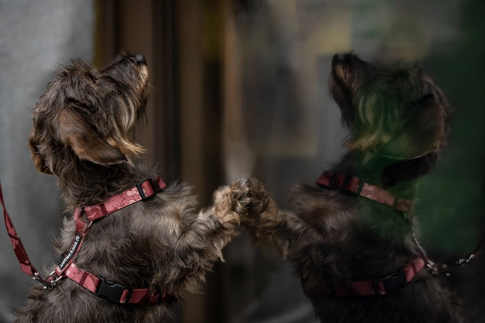 Piesografia zdjęcia zwierzaków