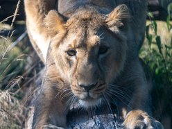 Nowa lwica w Orientarium Zoo Łódź! To nie jest malutka kotka!