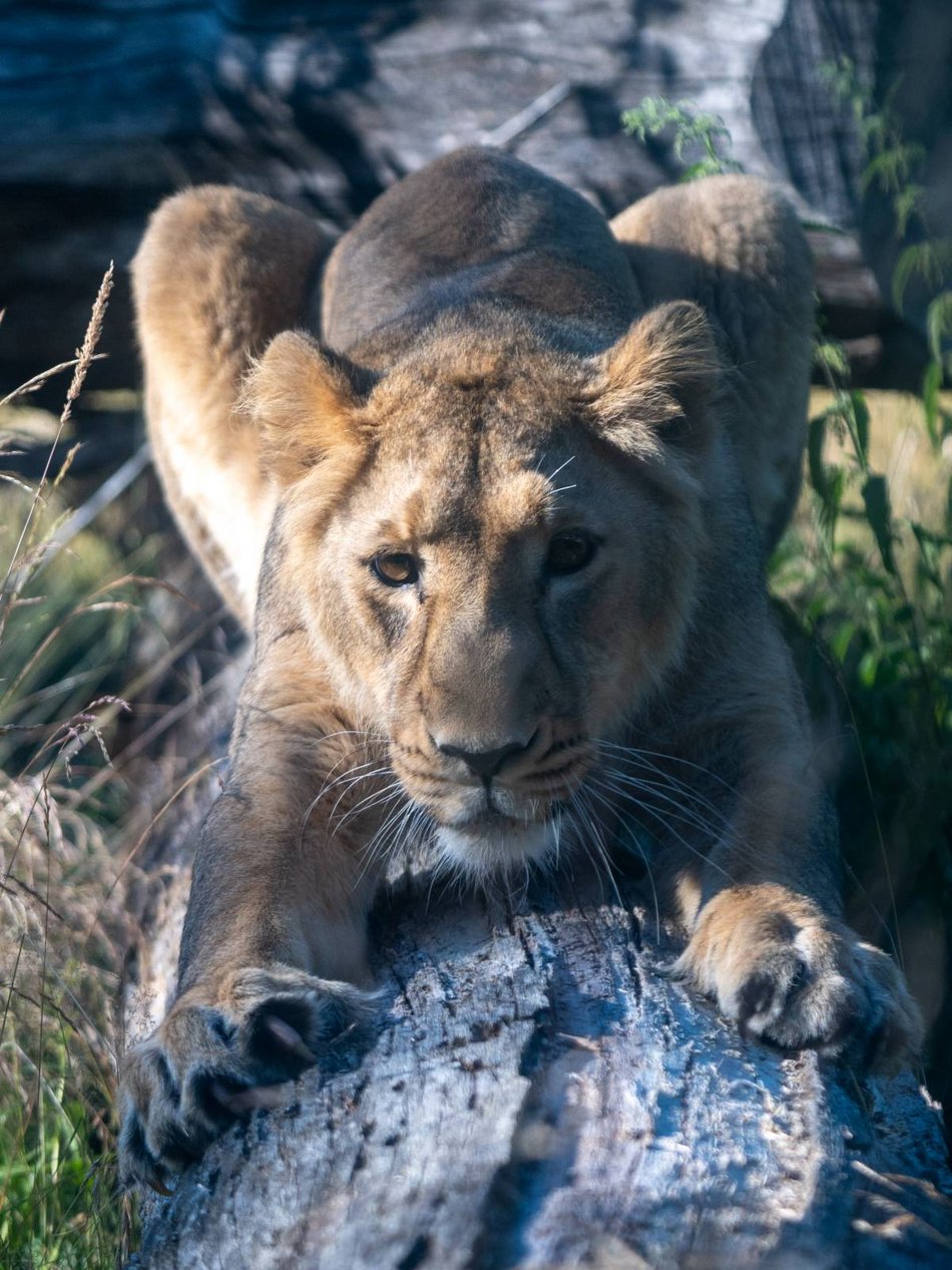 Nowa lwica w Orientarium Zoo Łódź! To nie jest malutka kotka!