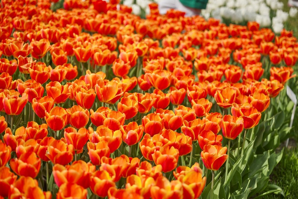 Kwitnące tulipany w Ogrodzie Botanicznym w Łodzi