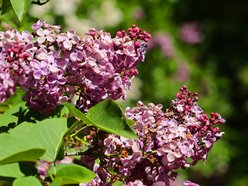 Ogród Botaniczny w Łodzi. Kwitnące rośliny