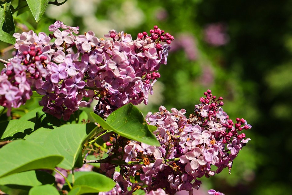 Ogród Botaniczny w Łodzi. Kwitnące rośliny