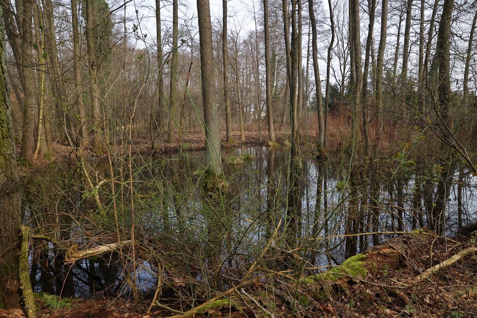 Park leśny Podchorążych