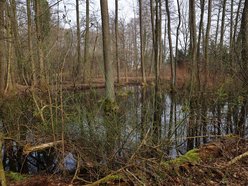 Park leśny Podchorążych