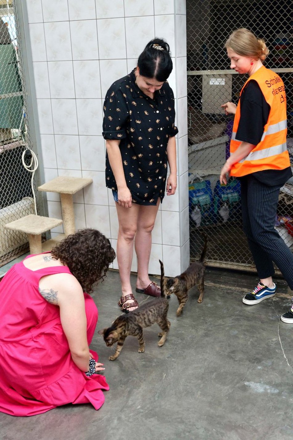 Łódź. Dom bez kota to głupota! Poznaj i adoptuj podopiecznych schroniska w Łodzi