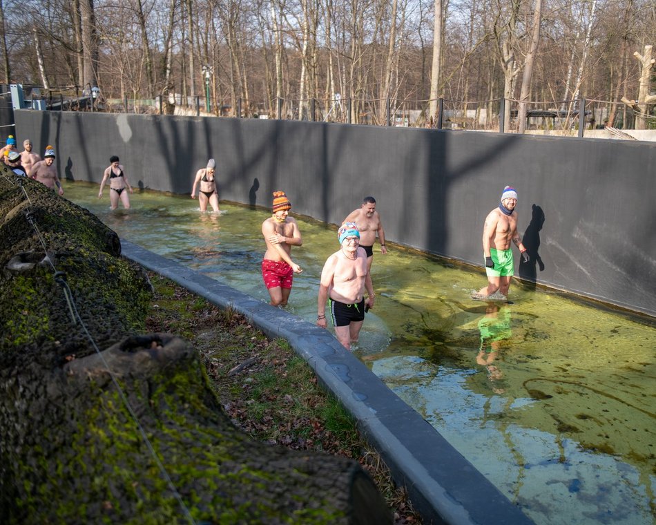 Łódź. Morsowanie w basenie dla słoni