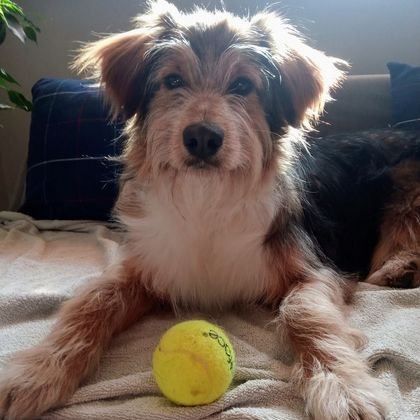 Зафір , мат. притулку в Лодзі