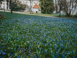 Łódź. Niebieska wiosna w Parku Klepacza w Łodzi. Te cebulice zachwycą każdego!