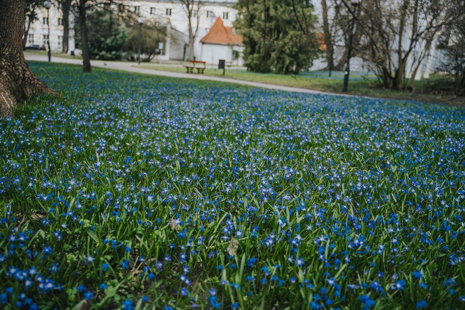 Łódź. Niebieska wiosna w Parku Klepacza w Łodzi. Te cebulice zachwycą każdego!