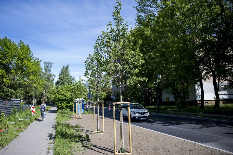 Nowe drzewa przy Kongresowej. Remont objął również nasadzenia zieleni