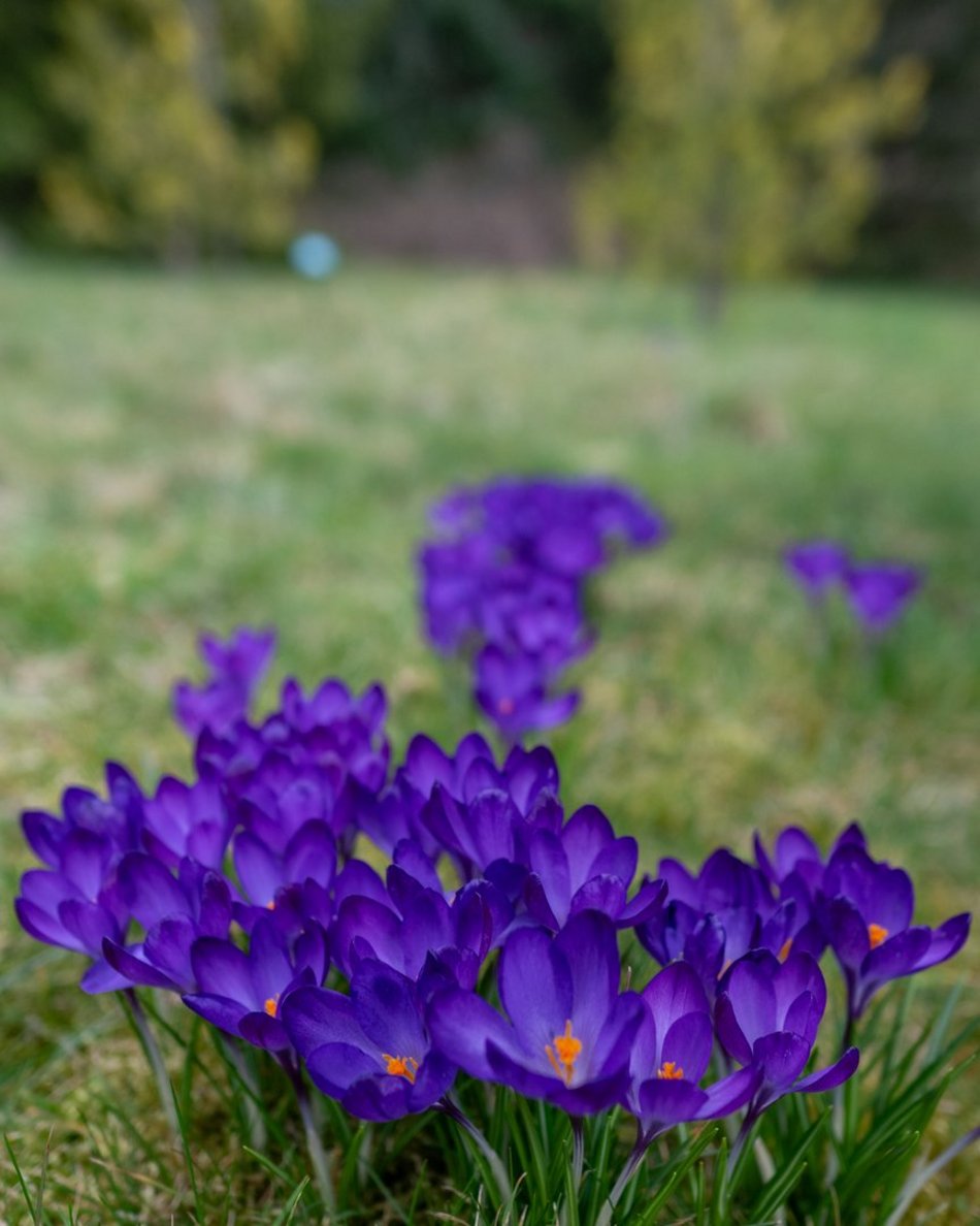 Wiosenny Ogród Botaniczny w Łodzi. Spacer wśród budzącej się do życia przyrody