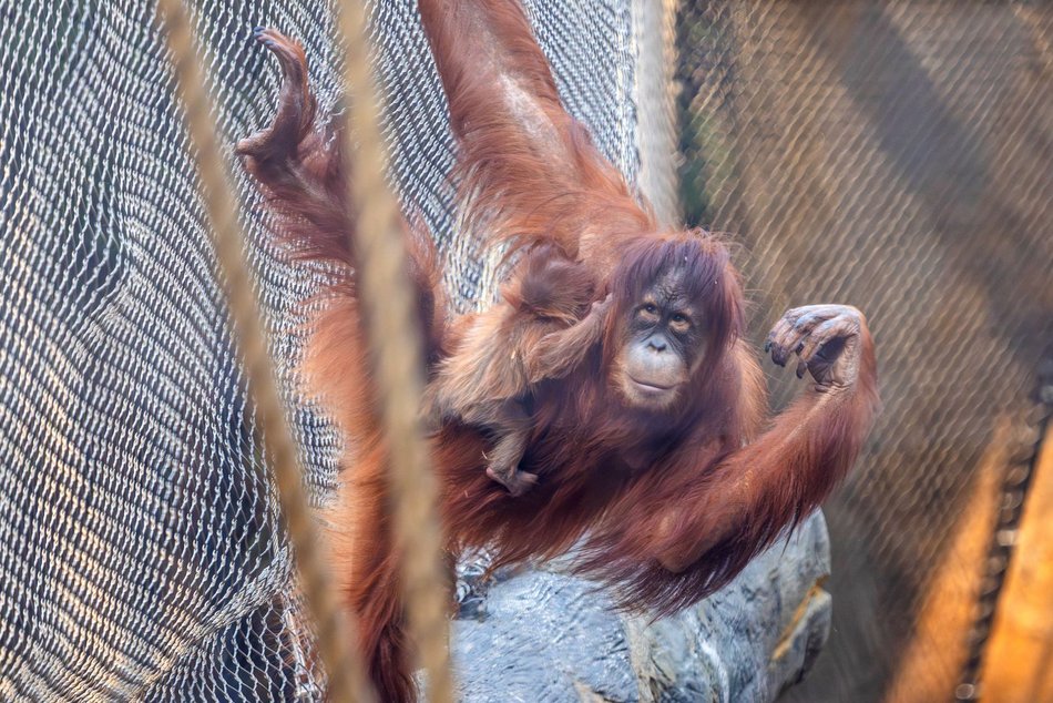 Łódź. Orangutan sumatrzański urodził się w Orientarium Zoo Łódź. To sukces na skalę światową!
