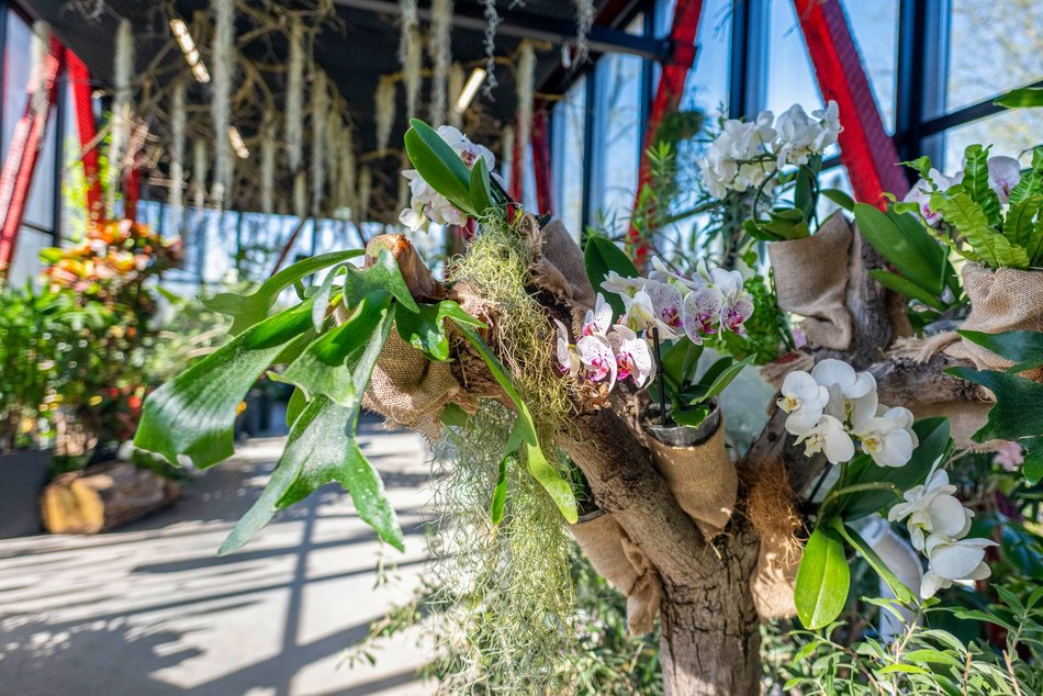 Łódź. Nowa motylarnia w Orientarium Zoo Łódź już otwarta! Największe takie miejsce w Polsce