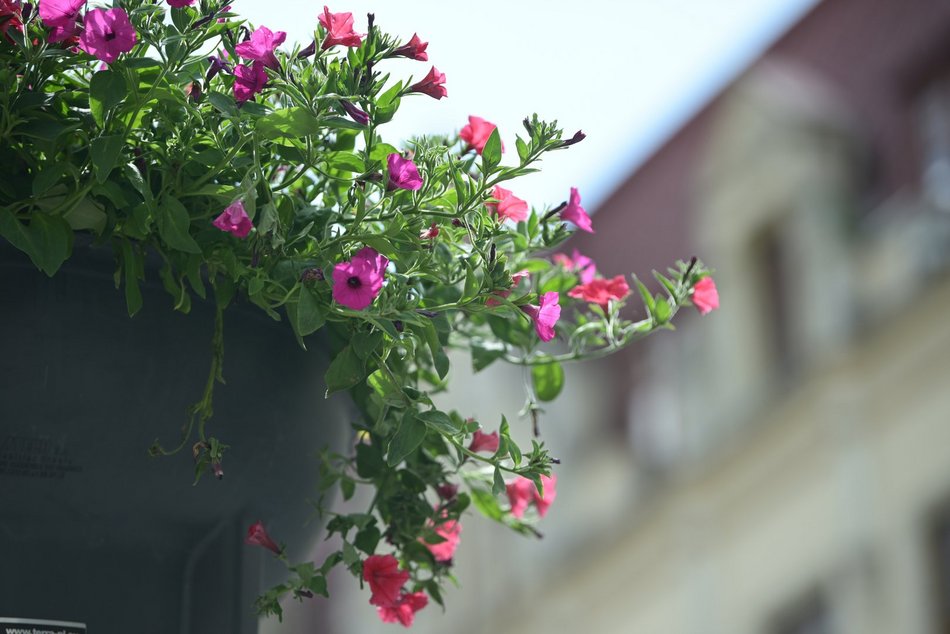 Łódź. Piotrkowska w pełnym rozkwicie! Tysiące kwiatów zdobią centrum Łodzi