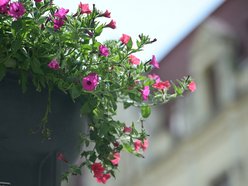 Łódź. Piotrkowska w pełnym rozkwicie! Tysiące kwiatów zdobią centrum Łodzi