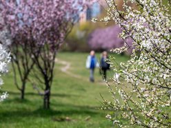 Łódź. Biało-różowy zawrót głowy na Rokicińskiej w Łodzi. Kwitnąca przyroda wygląda, jak z bajki!