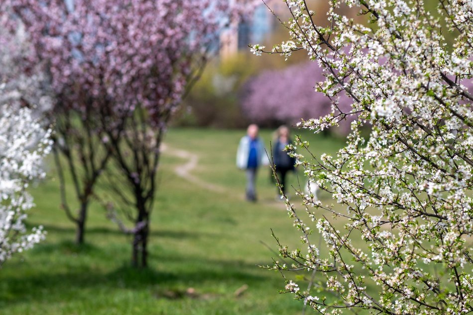 Łódź. Biało-różowy zawrót głowy na Rokicińskiej w Łodzi. Kwitnąca przyroda wygląda, jak z bajki!