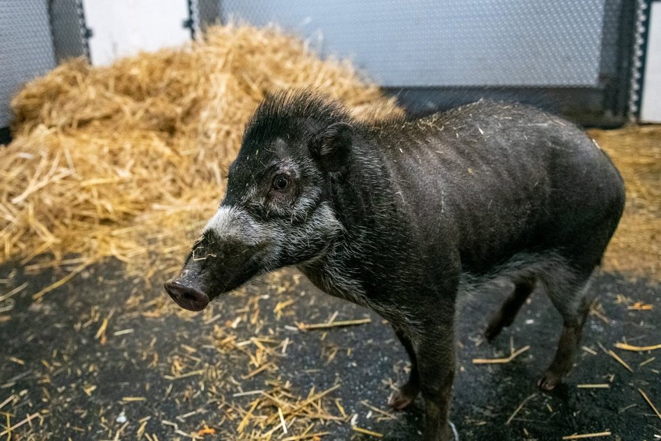 fot. Orientarium Zoo Łódź